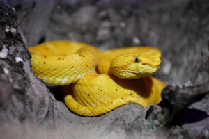 Schlegels groefkopadder
