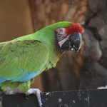 Military Macaw