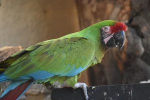 Military Macaw