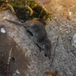 Pygmy White-toothed Shrew