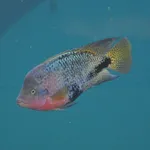 Redhead cichlid