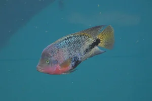 Redhead cichlid