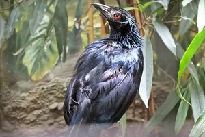 Trompetparadijskraai