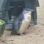 Little Penguin