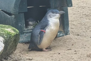 dwergpinguïn