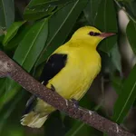 Eurasian Golden Oriole
