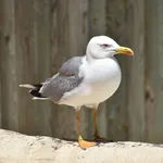 Yellow-legged Gull
