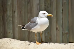 Geelpootmeeuw