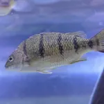 Amniataba percoides