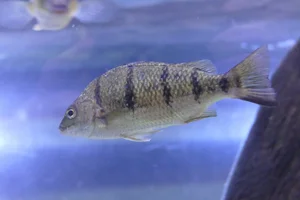 Amniataba percoides
