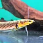 reedfish