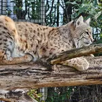 Bobcat