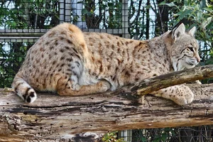 Rode Lynx