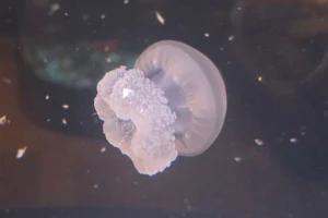 Catostylus tagi