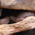 Pygmy Python