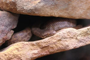 Pygmee python