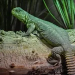 Egyptian Spiny–tailed Lizard