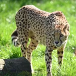 Cheetah