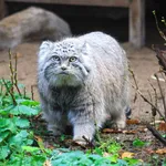 steppe cat