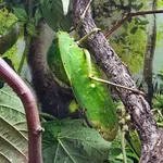 Giant katydid