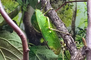 Giant katydid