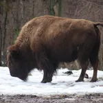 American Bison