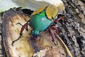 Eudicella tetraspilota euthalia