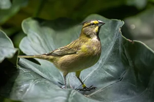 Groene Kardinaal