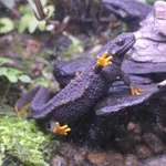 Anderson's Crocodile Newt