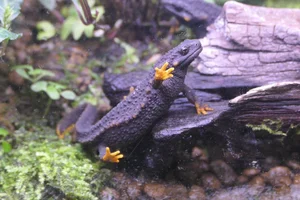 Anderson's Crocodile Newt