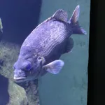 Hephaestus tulliensis