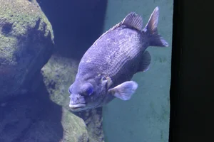 Hephaestus tulliensis
