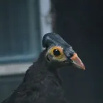 Maleo