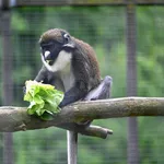 Eastern Lesser Spot-nosed Monkey