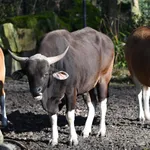 Banteng