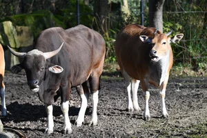 Banteng