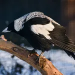 Australian Magpie (Tasmanian)