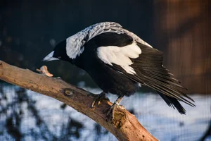 Zwartrugfluitvogel