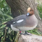 Eurasian Wigeon
