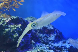 Sepioteuthis lessoniana
