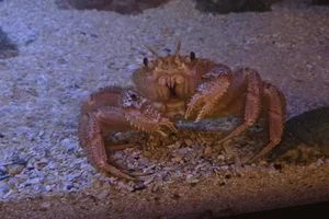 hair crab