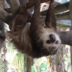 Hoffmann's Two-toed Sloth