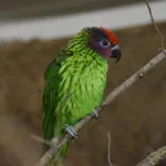 Goldie's Lorikeet