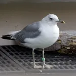 Common Gull