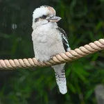 Laughing Kookaburra