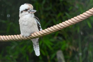 Kookaburra