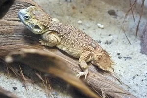 Shield-tailed Agama