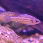 Western Pygmy Perch