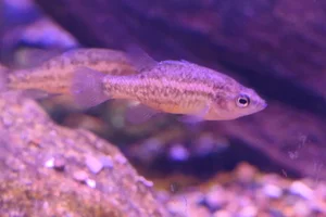 Edelia vittata