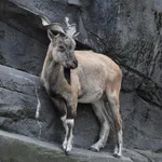 Markhor